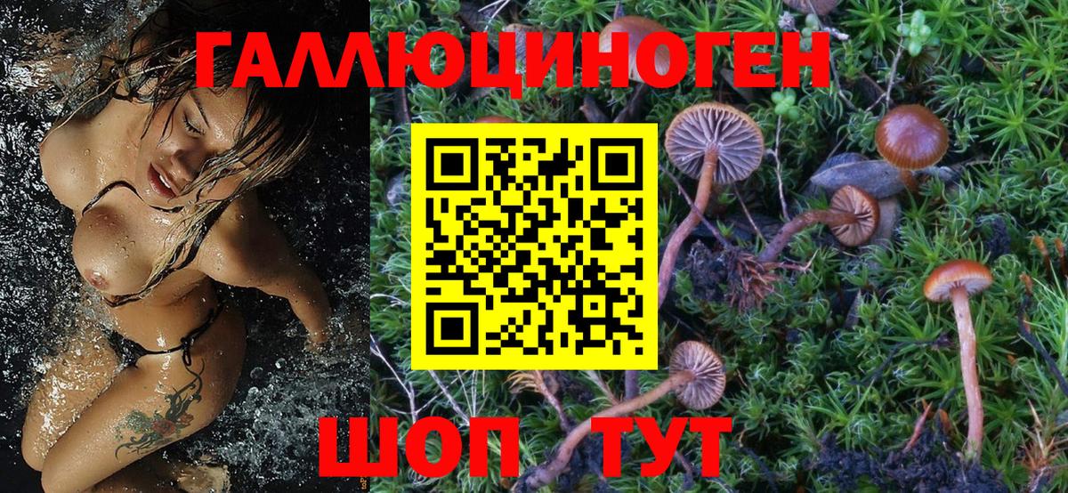 закладки  Россия  Псилоцибиновые грибы Cubensis 